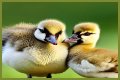 The Ultimate Guide To The Adorable Gosling Family: Nurturing And Care